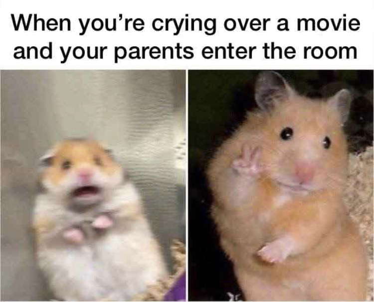 hamster meme