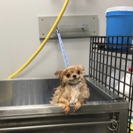 sink dog